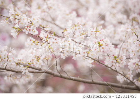 立岡自然公園櫻花盛開 立岡自然公園櫻花盛開 125311453