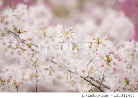 立岡自然公園櫻花盛開 125311455