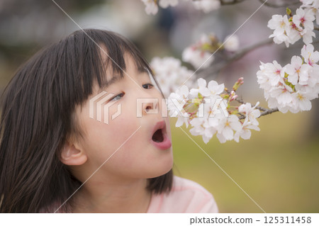 A girl gazing at the cherry blossoms, enjoying spring at Tachioka Nature Park A girl gazing at the cherry blossoms, enjoying spring at Tachioka Nature Park 125311458