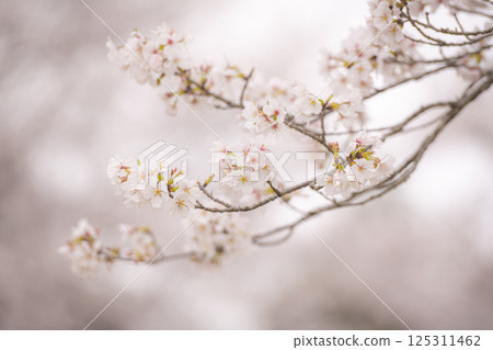 Cherry blossoms in full bloom at Tateoka Nature Park Cherry blossoms in full bloom at Tateoka Nature Park 125311462