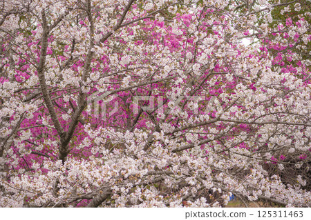Cherry blossoms in full bloom at Tateoka Nature Park 125311463
