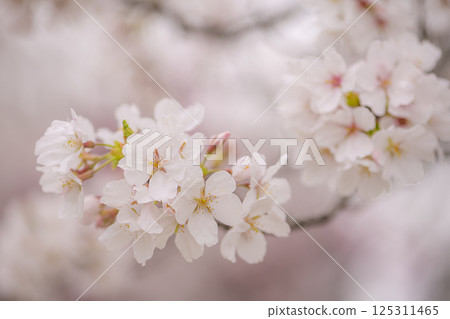 立岡自然公園櫻花盛開 125311465