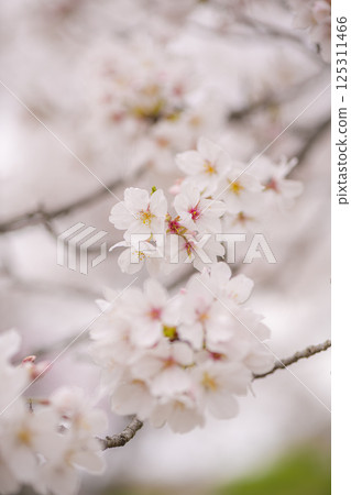 立岡自然公園櫻花盛開 立岡自然公園櫻花盛開 125311466
