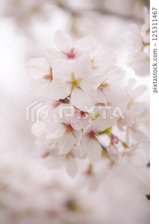 立岡自然公園櫻花盛開 立岡自然公園櫻花盛開 125311467