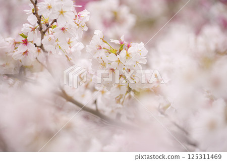 Cherry blossoms in full bloom at Tateoka Nature Park 125311469