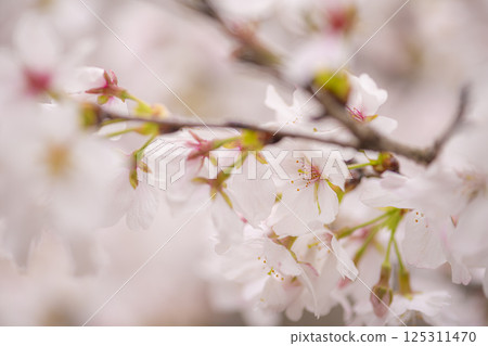 Cherry blossoms in full bloom at Tateoka Nature Park 125311470