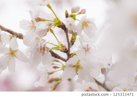 立岡自然公園櫻花盛開 125311471