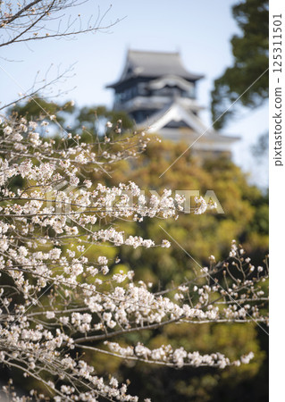 以熊本城為背景的櫻花盛開 125311501