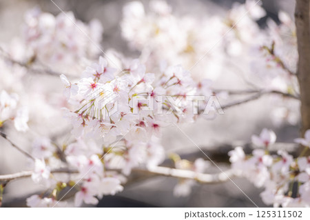 Spring avenues at Kumamoto Castle enveloped in cherry blossoms in full bloom Spring avenues at Kumamoto Castle enveloped in cherry blossoms in full bloom 125311502