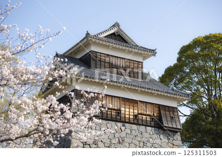 Spring scenery of Kumamoto Castle's Mishin Tower surrounded by stone walls and cherry blossoms 125311503