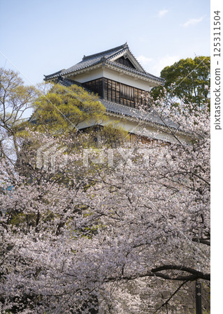 Spring scenery of Kumamoto Castle's Mishin Tower surrounded by stone walls and cherry blossoms 125311504