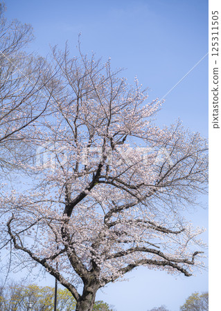 Spring avenues at Kumamoto Castle enveloped in cherry blossoms in full bloom Spring avenues at Kumamoto Castle enveloped in cherry blossoms in full bloom 125311505