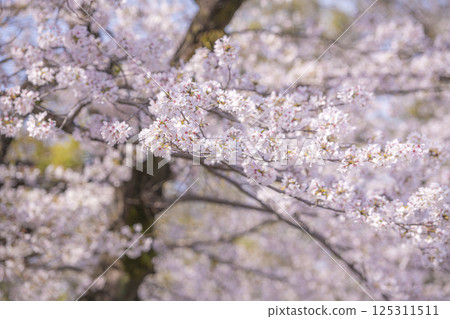 熊本城的春季大道被盛開的櫻花所籠罩 125311511