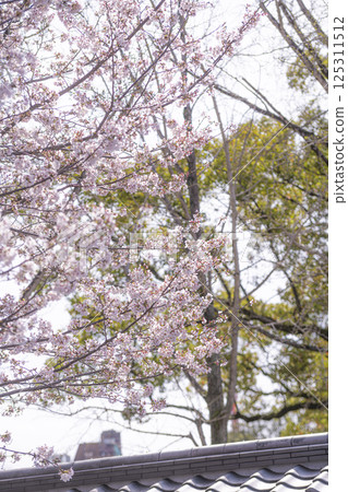 熊本城瓦片屋頂上盛開的櫻花 125311512