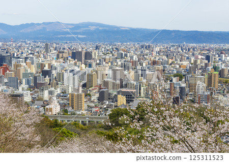 Kumamoto cityscape as seen from cherry blossom-filled Hanaokayama Park 125311523