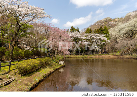 Scenery of Saimyoji Historical Park with cherry blossoms in bloom Scenery of Saimyoji Historical Park with cherry blossoms in bloom 125311596