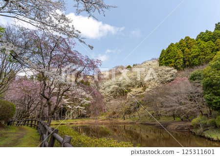 Scenery of Saimyoji Historical Park with cherry blossoms in bloom 125311601