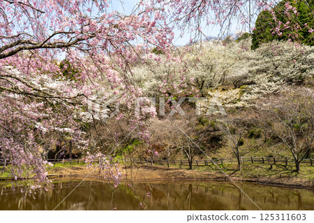 Scenery of Saimyoji Historical Park with cherry blossoms in bloom 125311603