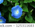 Morning glory 3 (Caledonia blue) 125311683