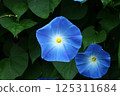 Morning glory 1 (Caledonia blue) 125311684