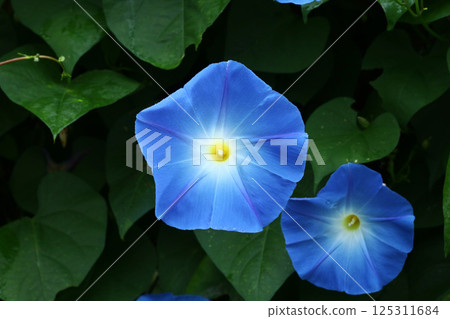 Morning glory 1 (Caledonia blue) 125311684