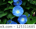 Morning glory 2 (Caledonia blue) 125311685