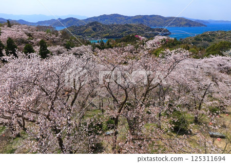 [Ehime Prefecture] Cherry blossoms in full bloom at Kaizan Park and Omishima Bridge (Shimanami Kaido) 125311694