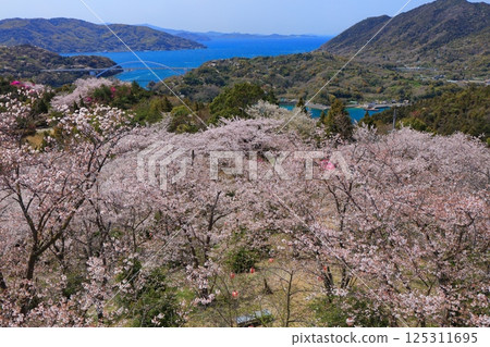 [Ehime Prefecture] Cherry blossoms in full bloom at Kaizan Park and Omishima Bridge (Shimanami Kaido) 125311695