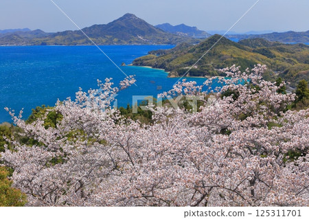 【愛媛郡】海山公園和岩城島的櫻花盛開 125311701