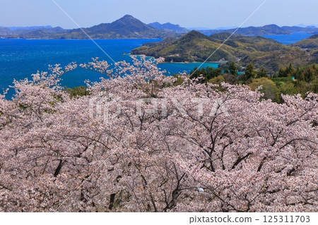 [Ehime Prefecture] Cherry blossoms in full bloom at Kaizan Park and Iwagi Island 125311703