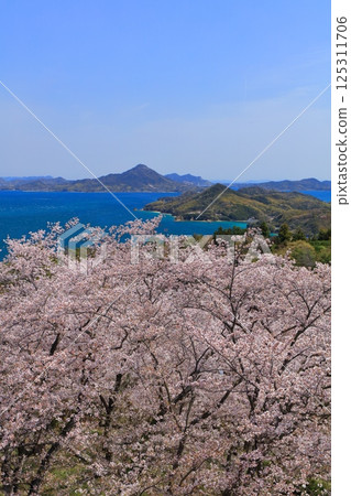 【愛媛郡】海山公園和岩城島的櫻花盛開 【愛媛郡】海山公園和岩城島的櫻花盛開 125311706