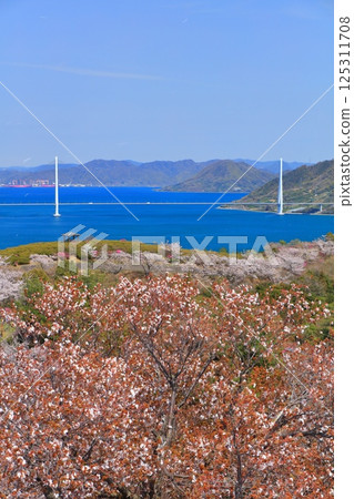 【愛媛郡】海山公園和多多羅橋的櫻花盛開（島波海道） 125311708