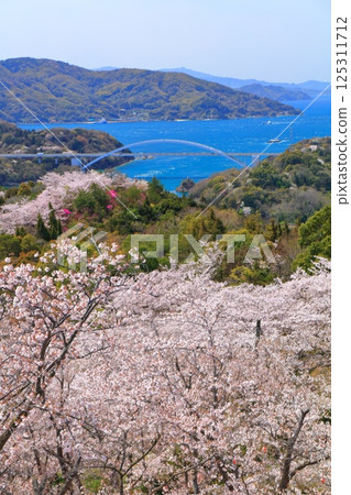[Ehime Prefecture] Cherry blossoms in full bloom at Kaizan Park and Omishima Bridge (Shimanami Kaido) 125311712