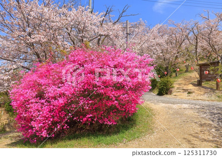 【愛媛郡】晴天時，開山公園的櫻花和杜鵑花盛開 125311730