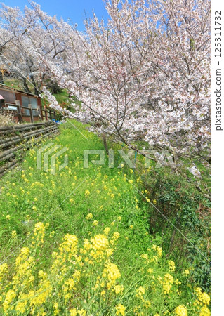 【愛媛郡】晴天時，開山公園的櫻花和油菜花盛開 125311732