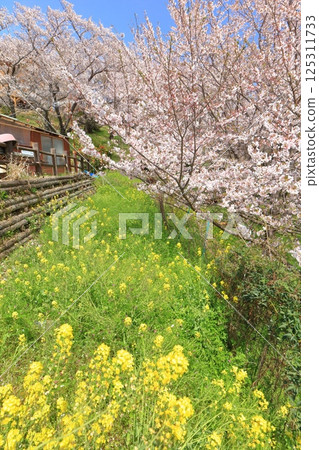 [Ehime Prefecture] Cherry blossoms and rape blossoms in full bloom at Kaizan Park on a clear day 125311733