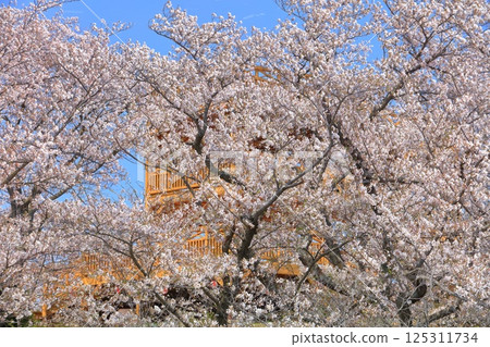 [Ehime Prefecture] The observation deck and cherry blossoms in full bloom at Kaizan Park on a clear day 125311734