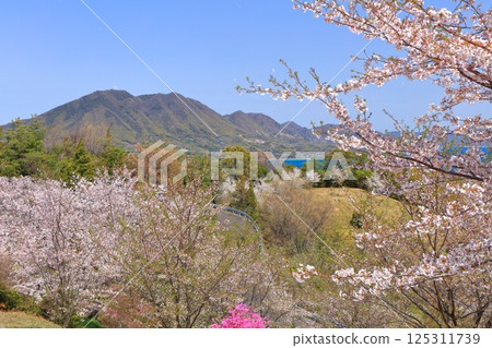 【愛媛郡】海山公園和生口島的櫻花盛開 125311739