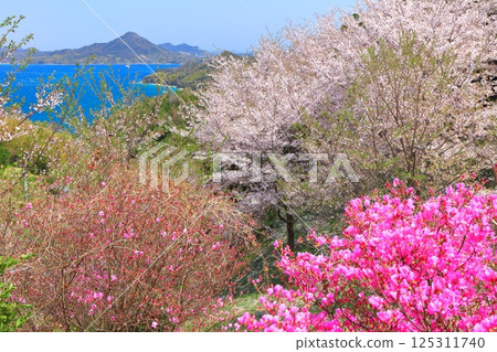 [Ehime Prefecture] Cherry blossoms in full bloom at Kaizan Park and Iwagi Island 125311740