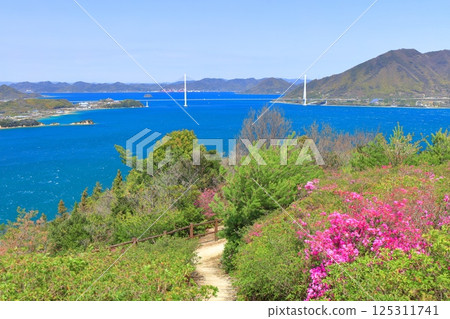 [Ehime Prefecture] Azaleas at Kaizan Park and Tatara Bridge (Shimanami Kaido) 125311741