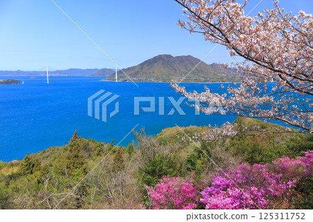【愛媛郡】海山公園和多多羅橋的櫻花盛開（島波海道） 125311752