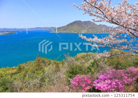【愛媛郡】海山公園和多多羅橋的櫻花盛開（島波海道） 125311754