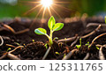 A small green plant emerges from dark, nutrient-rich soil as the first rays of sunlight break through at dawn. This growth showcases fresh leaves unfurling, representing the cycle of life and the 125311765