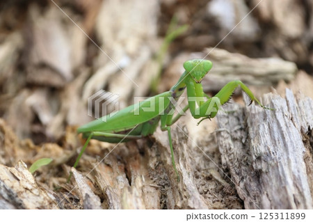 Praying mantis (Hoki Town, Saihaku District, Tottori Prefecture) Praying mantis (Hoki Town, Saihaku District, Tottori Prefecture) 125311899