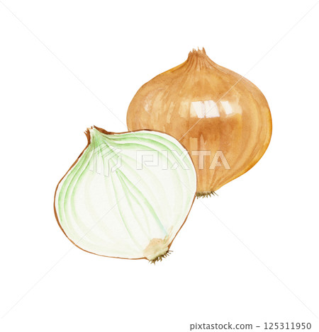 洋蔥蔬菜橫切面水彩插圖 洋蔥蔬菜橫切面水彩插圖 125311950