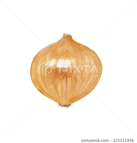 Onion vegetable watercolor illustration 125311956