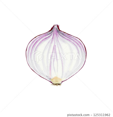 紫洋蔥蔬菜橫斷面水彩插圖 紫洋蔥蔬菜橫斷面水彩插圖 125311962