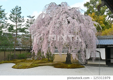 Impressive weeping cherry blossoms in the front garden of Kodaiji Temple in Kyoto in spring Impressive weeping cherry blossoms in the front garden of Kodaiji Temple in Kyoto in spring 125311979