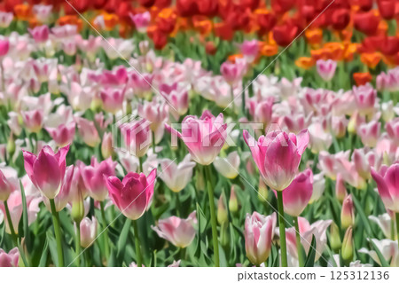 美麗的鬱金香花 125312136