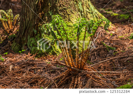 Ferns growing on the forest floor of a coniferous forest in Nagahama, Shiga Prefecture 125312284